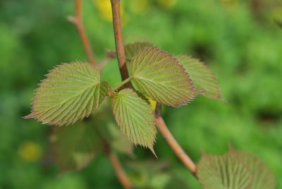 Davidia involucrata 'Vilmoriniana' - davidie listenová 'Vilmoriniana' - jarní výhonky (2)